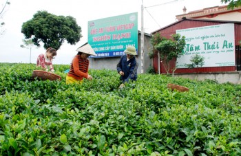 Đất, trời trong chén trà xanh