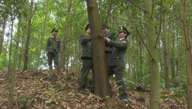 Tăng cường công tác quản lý, bảo vệ rừng, tạo sinh kế cho người trồng rừng