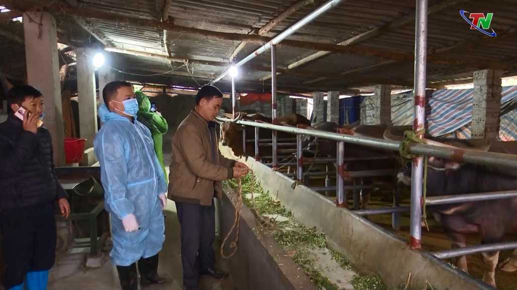 Tích cực phòng, chống dịch viêm da nổi cục ở trâu, bò Tích cực phòng, chống dịch viêm da nổi cục ở trâu, bò