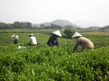 Thái Nguyên: Nâng cao giá trị gia tăng, phát triển bền vững thương hiệu chè