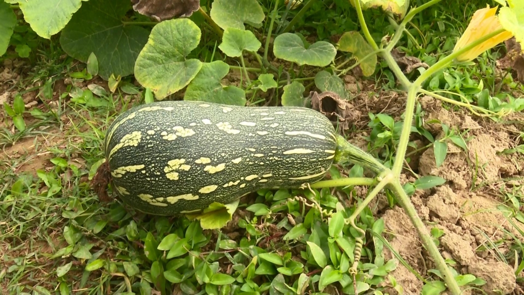 Triển vọng từ mô hình trồng bí đỏ trong vụ Đông Xuân Triển vọng từ mô hình trồng bí đỏ trong vụ Đông Xuân