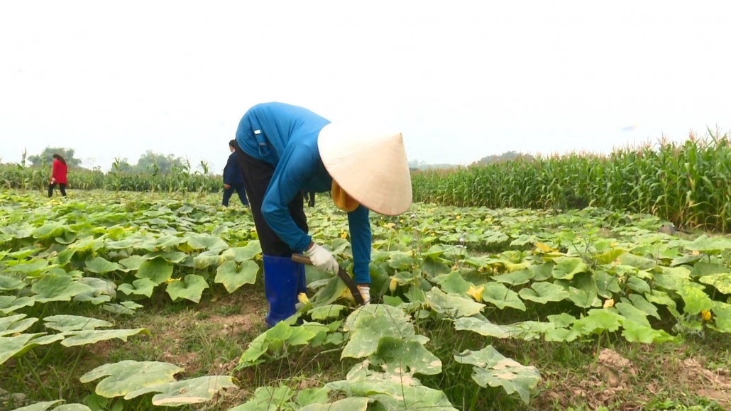 Triển vọng từ mô hình trồng bí đỏ trong vụ Đông Xuân Triển vọng từ mô hình trồng bí đỏ trong vụ Đông Xuân