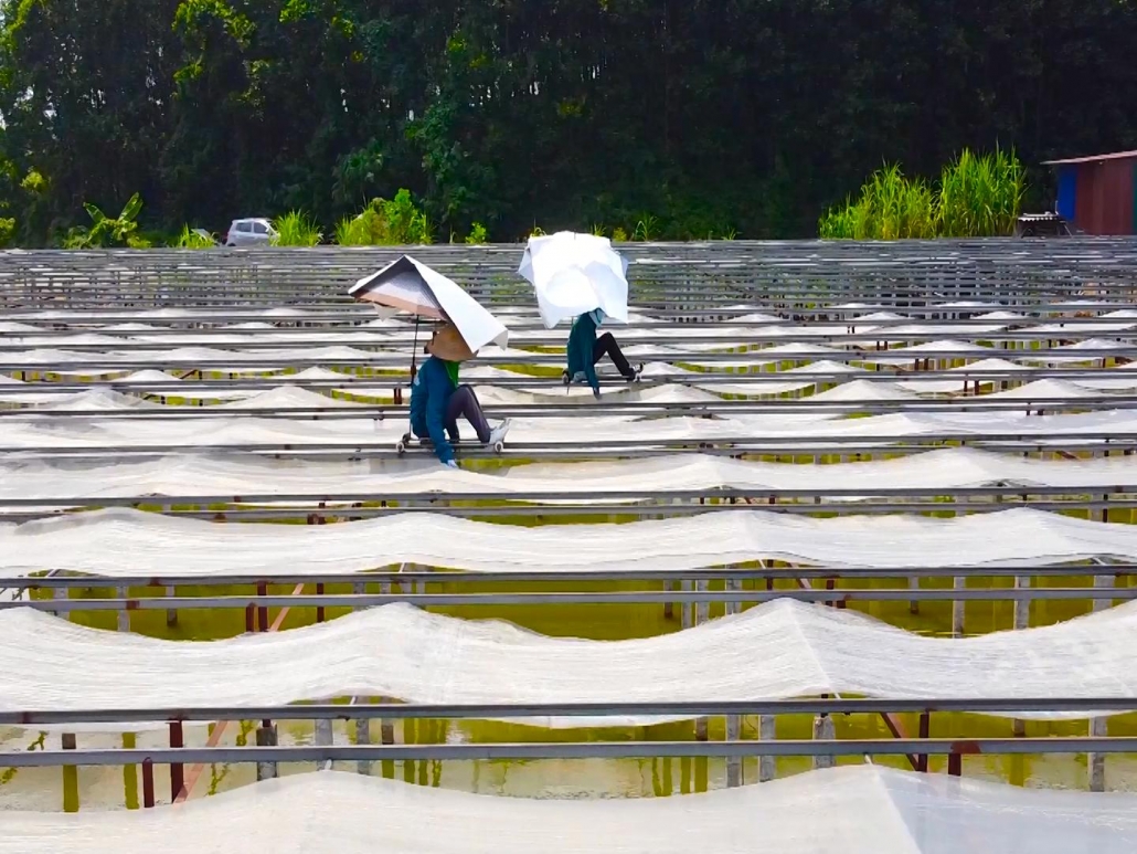 Đồng Hỷ dẫn đầu toàn tỉnh về sản phẩm OCOP Đồng Hỷ dẫn đầu toàn tỉnh về sản phẩm OCOP
