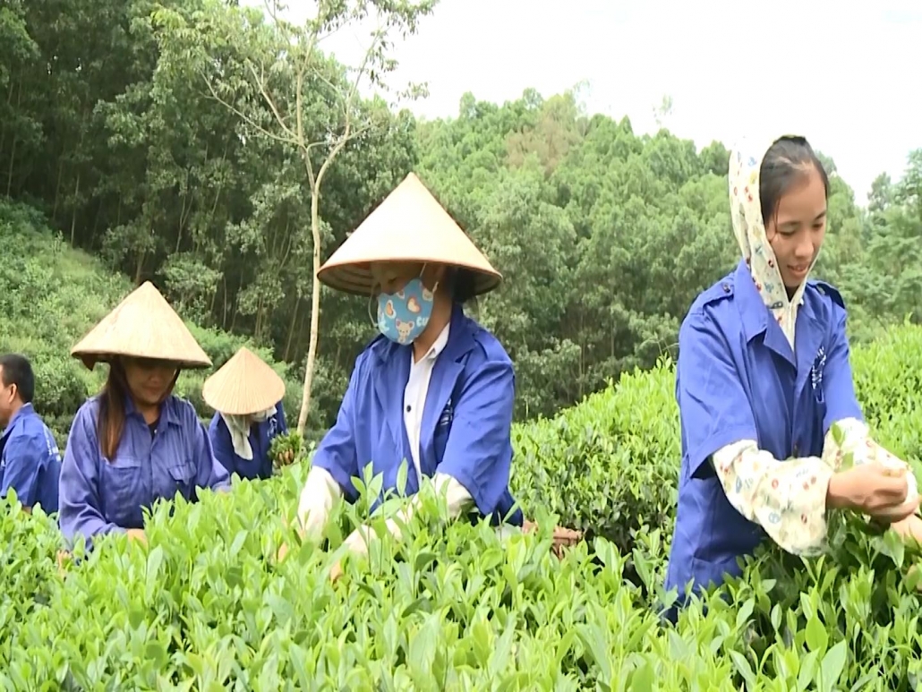 Đồng Hỷ dẫn đầu toàn tỉnh về sản phẩm OCOP Đồng Hỷ dẫn đầu toàn tỉnh về sản phẩm OCOP