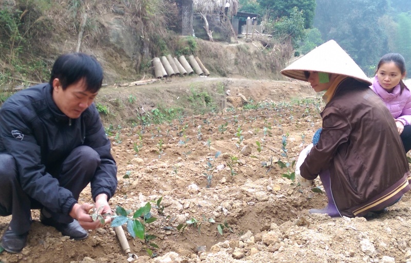 dinh hoa day nhanh tien do trong che vu xuan 2017