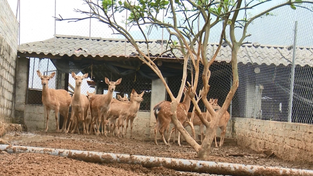 Triển vọng mô hình sản xuất nông nghiệp ở Võ Nhai Triển vọng mô hình sản xuất nông nghiệp ở Võ Nhai
