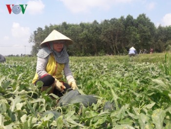 Nông dân Quảng Ngãi lại khóc ròng vì dưa hấu rớt giá, ế ẩm