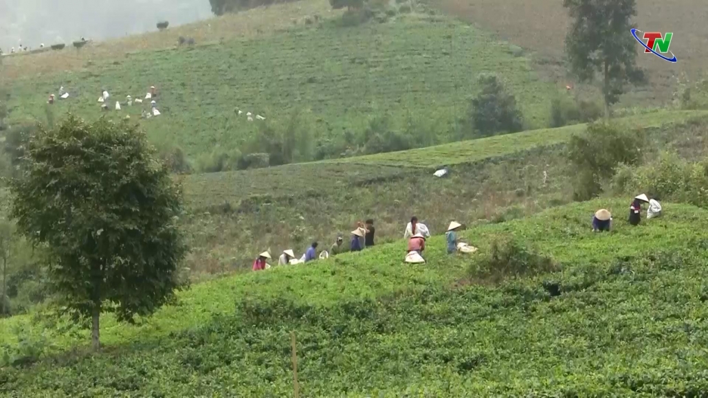 Thái Nguyên: Hướng tới sản xuất chè hữu cơ theo tiêu chuẩn Việt Nam Thái Nguyên: Hướng tới sản xuất chè hữu cơ theo tiêu chuẩn Việt Nam