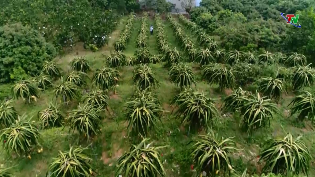 Đẩy nhanh quy hoạch vùng sản xuất nông nghiệp Đẩy nhanh quy hoạch vùng sản xuất nông nghiệp