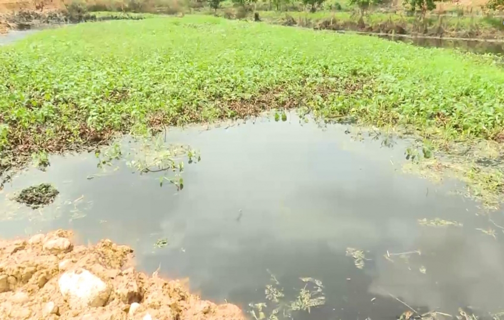 Ô nhiễm môi trường chăn nuôi tại Cát Nê – Đại Từ