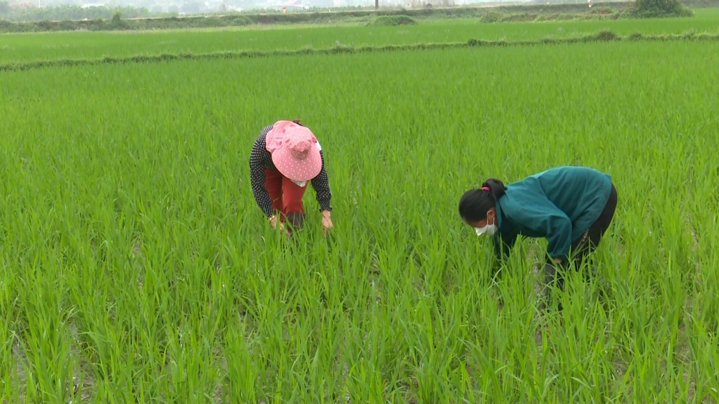 Sản xuất nông nghiệp trong cơn “bão giá”