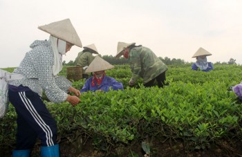 Cung cấp vật tư phân bón cho mô hình sản xuất chè an toàn