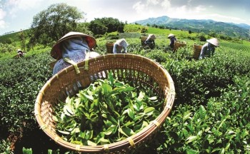 Trà Thái Nguyên làm thương hiệu được không?