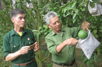 Về Hoàng Nông gặp nông dân sản xuất giỏi