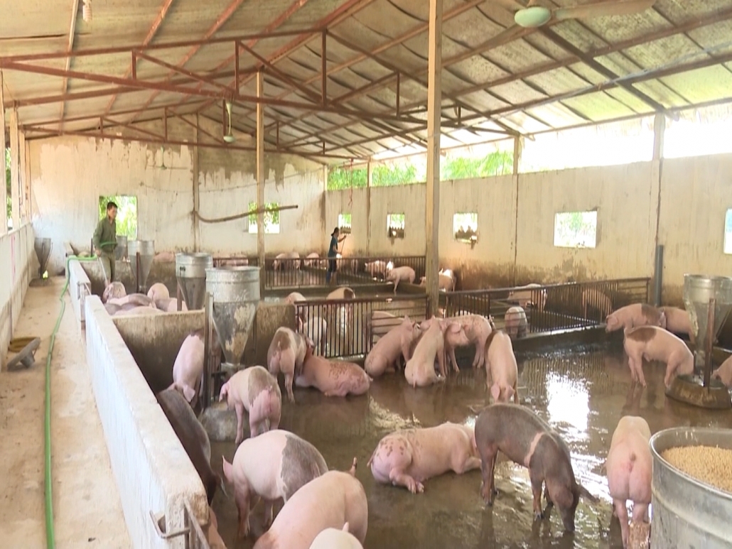 Hỗ trợ mô hình hợp tác xã sản xuất gắn với chuỗi giá trị sản phẩm - đã psts 3.5 Hỗ trợ mô hình hợp tác xã sản xuất gắn với chuỗi giá trị sản phẩm - đã psts 3.5