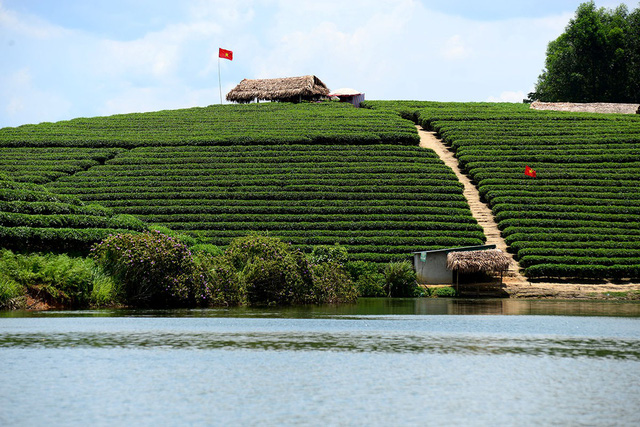 'Check in' đồi chè đẹp như tranh vẽ