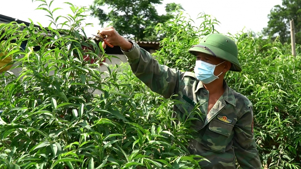 Phát huy vai trò chủ thể của nông dân trong phát triển nông nghiệp Phát huy vai trò chủ thể của nông dân trong phát triển nông nghiệp