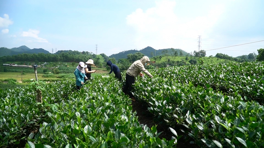 Phát huy vai trò chủ thể của nông dân trong phát triển nông nghiệp Phát huy vai trò chủ thể của nông dân trong phát triển nông nghiệp