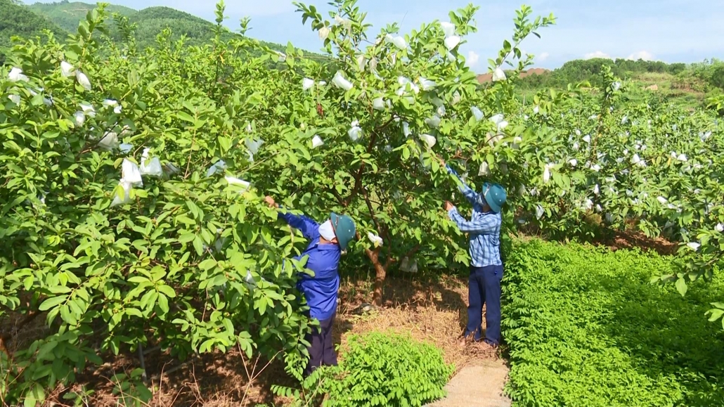 Cần tăng cường chuỗi liên kết tiêu thụ nông sản - đã psts 17.6 Cần tăng cường chuỗi liên kết tiêu thụ nông sản - đã psts 17.6