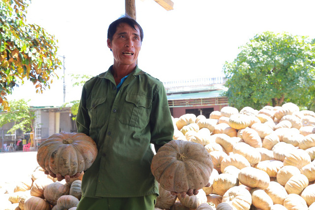 nong san dong loat rot gia nong dan bo mac khong thu hoach