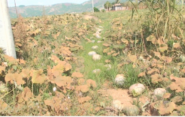 nong san dong loat rot gia nong dan bo mac khong thu hoach