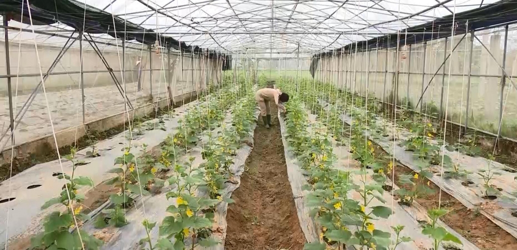 Để nông sản "rộng đường” vào siêu thị - đã ps thời sự 8.7 Để nông sản "rộng đường” vào siêu thị - đã ps thời sự 8.7