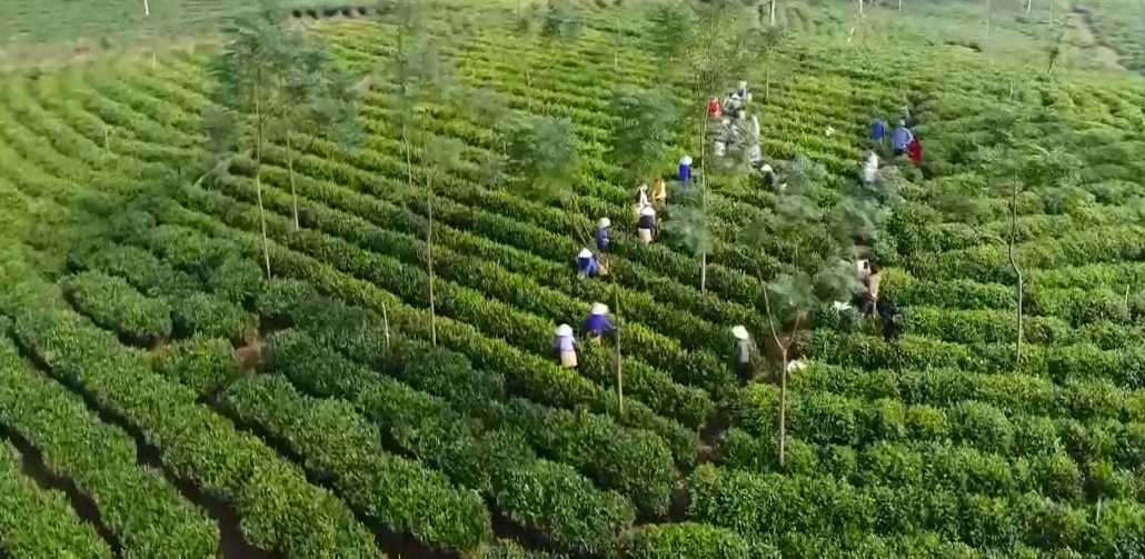 Phát triển làng nghề giúp chè truyền thống Định Hóa khẳng định chất lượng - đã ps cam 13.7 Phát triển làng nghề giúp chè truyền thống Định Hóa khẳng định chất lượng - đã ps cam 13.7