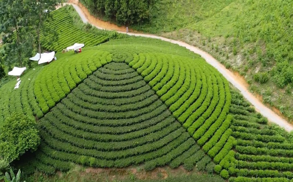 Văn Hán xây dựng thương hiệu cho cây chè - đã ps cam 1.9 Văn Hán xây dựng thương hiệu cho cây chè - đã ps cam 1.9