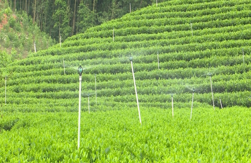 Văn Hán xây dựng thương hiệu cho cây chè - đã ps cam 1.9 Văn Hán xây dựng thương hiệu cho cây chè - đã ps cam 1.9