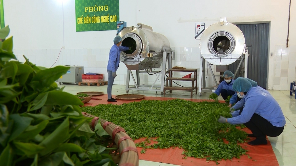 Nỗ lực tìm hướng đi mới cho thị trường xuất khẩu chè Nỗ lực tìm hướng đi mới cho thị trường xuất khẩu chè