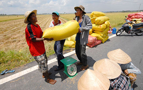 xuat khau gao giam manh nhieu doanh nghiep bi tra hang ve