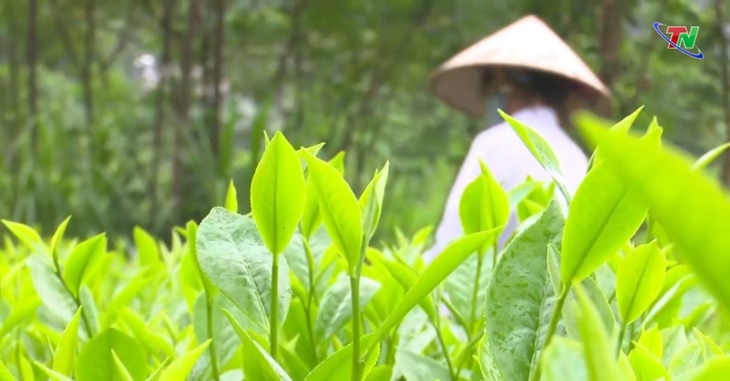 Thúc đẩy liên kết trong sản xuất, kinh doanh chè hữu cơ - đã ps Camera 23/10