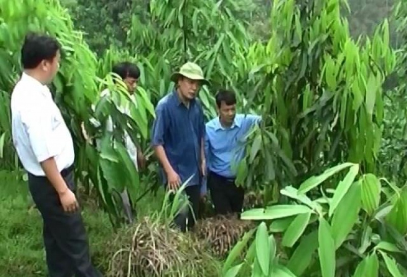 dinh hoa trong moi va trong lai tren 1600ha rung
