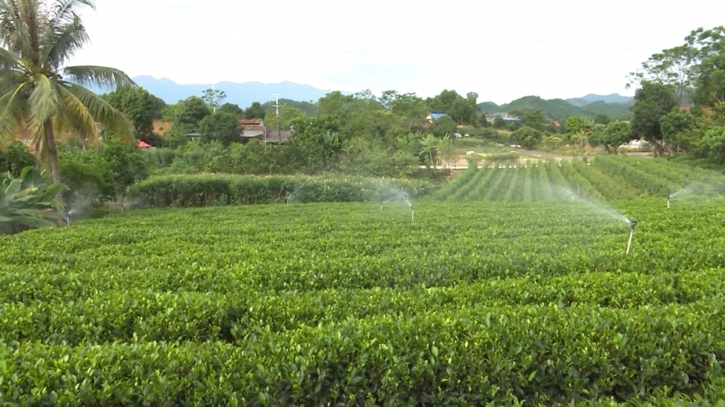 Nông nghiệp hữu cơ: Xu thế tất yếu