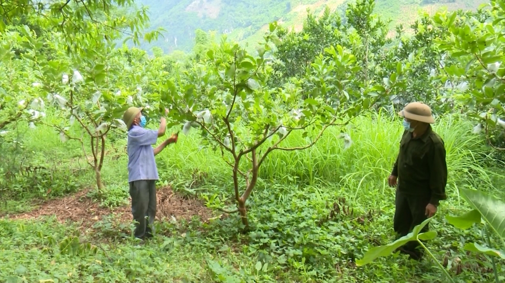 Xây dựng nông thôn mới kiểu mẫu gắn với du lịch nông nghiệp, nông thôn