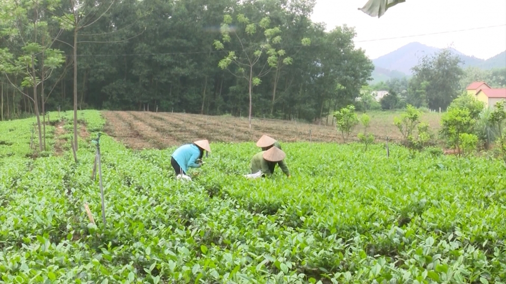 Xây dựng nông thôn mới kiểu mẫu gắn với du lịch nông nghiệp, nông thôn