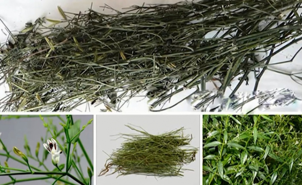 Tích cực nghiên cứu, ứng dụng thuốc đông y vào phòng, chống dịch COVID-19 - đã ps cam 12.11 Tích cực nghiên cứu, ứng dụng thuốc đông y vào phòng, chống dịch COVID-19 - đã ps cam 12.11