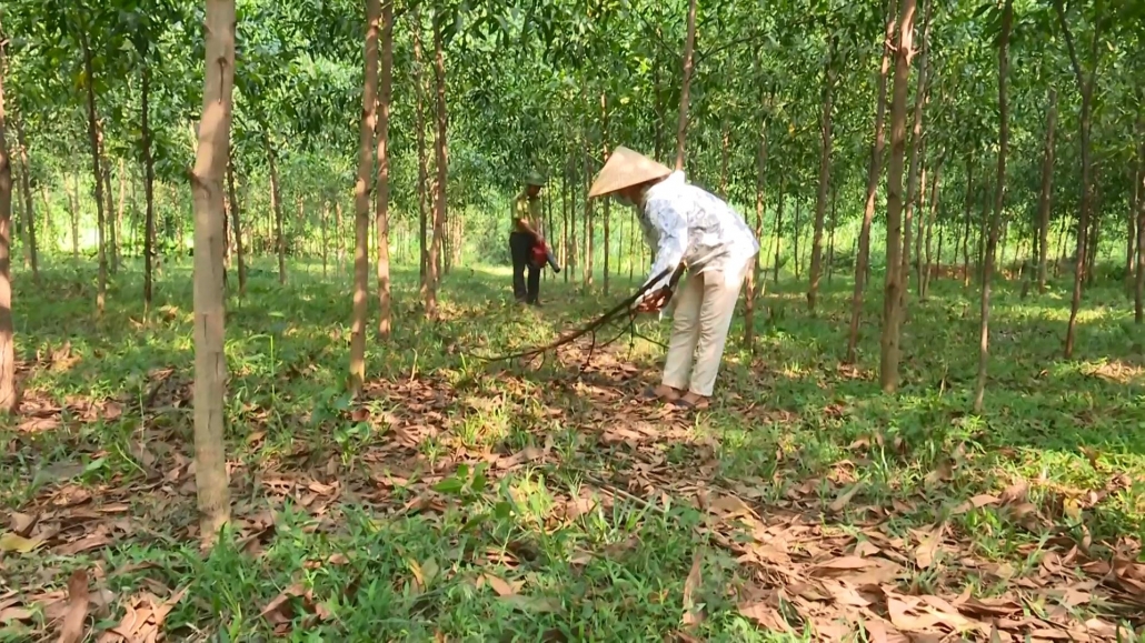 Tạo động lực phát triển lâm nghiệp bền vững Tạo động lực phát triển lâm nghiệp bền vững