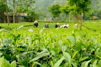 Trung Thành đẩy mạnh phát triển cây chè