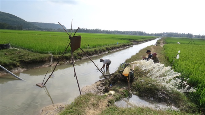 nong dan phu yen xuong dong som cham soc lua