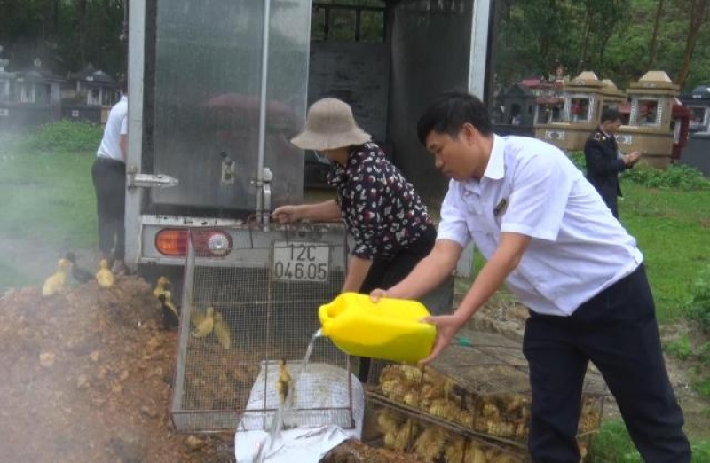 phu luong tieu huy tren 560 con vit khong ro nguon goc