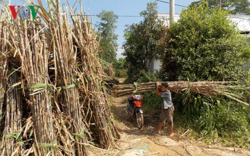 trong mia lo nang nong dan dbscl o at pha bo de chuyen huong san xuat