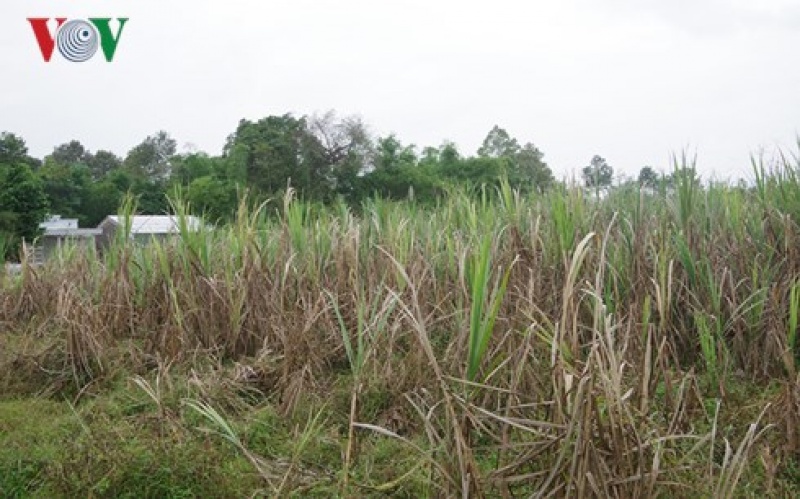 trong mia lo nang nong dan dbscl o at pha bo de chuyen huong san xuat