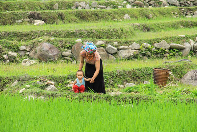 mu cang chai dep nhu tranh ve vao mua nhung con nuoc do ai