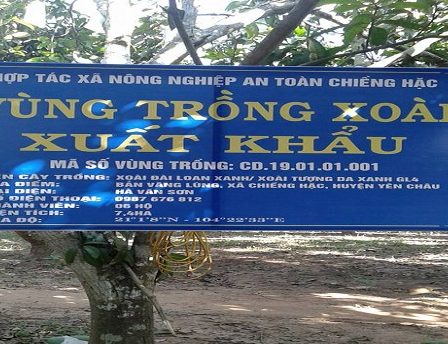 Sơn La: Sẵn sàng cho Ngày hội xoài lần thứ 2, năm 2018