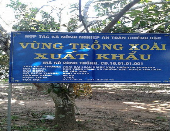 son la san sang cho ngay hoi xoai lan thu 2 nam 2018