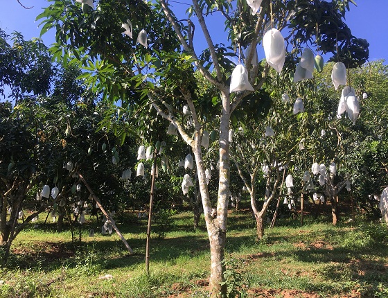 son la san sang cho ngay hoi xoai lan thu 2 nam 2018