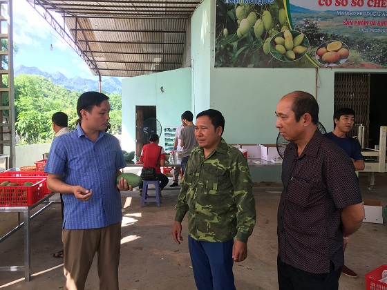 son la san sang cho ngay hoi xoai lan thu 2 nam 2018