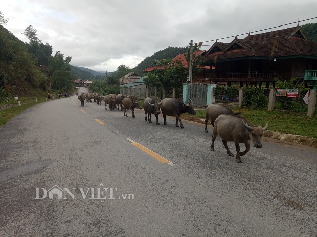 nong nghiep nong dan nong thon dien bien dang chuyen minh