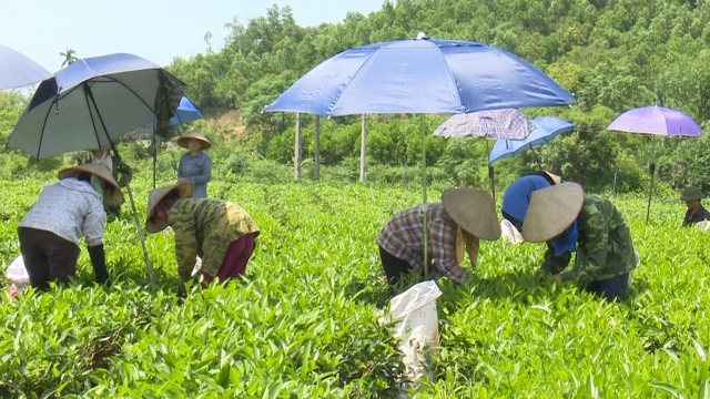 Thái Nguyên: Tập trung sản xuất chè theo hướng an toàn, nâng cao giá trị